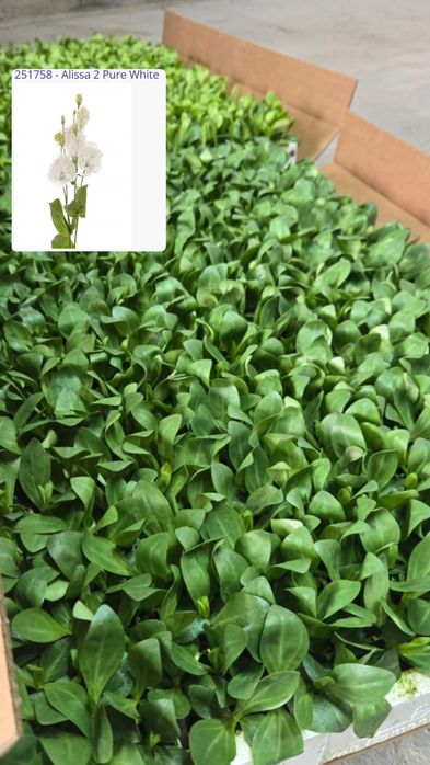 Рассада Эустомы (Лизиантус)