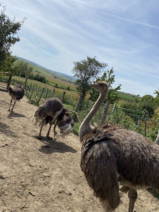 Struti in varsta de 4 ani femele