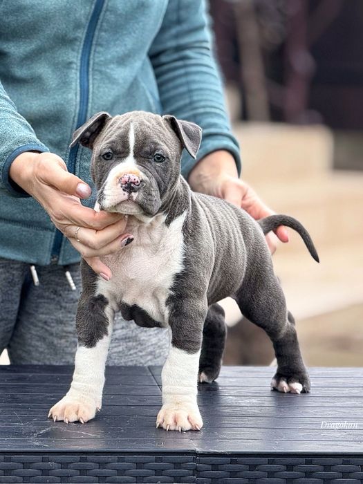 Amstaff rasă pură cu pedigree