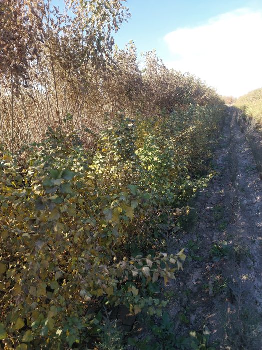 Индейский сирен сирейский сирен ва роза мини роза кучатлари