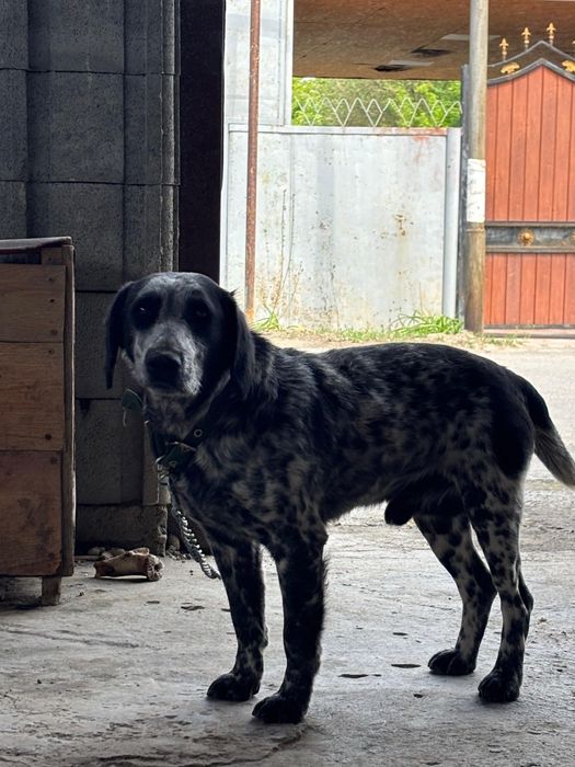 Продам Спаниель!!!