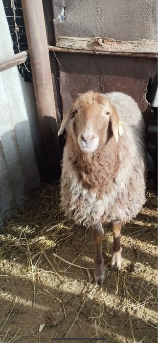 Продам овцу бараны