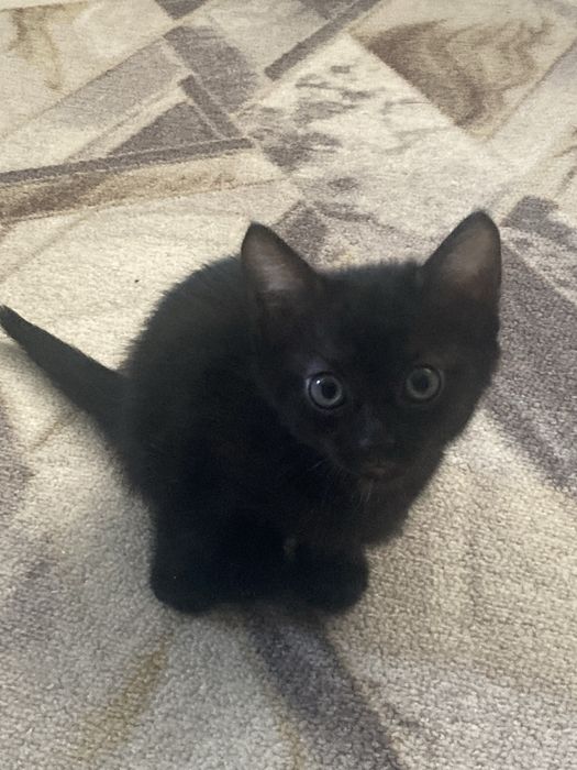 Милые и красивые котята