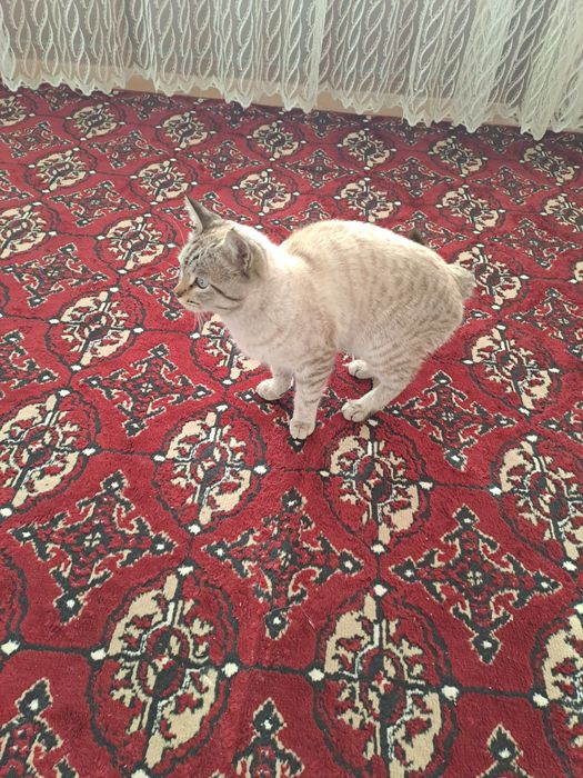 Tayskiy siam mushugi