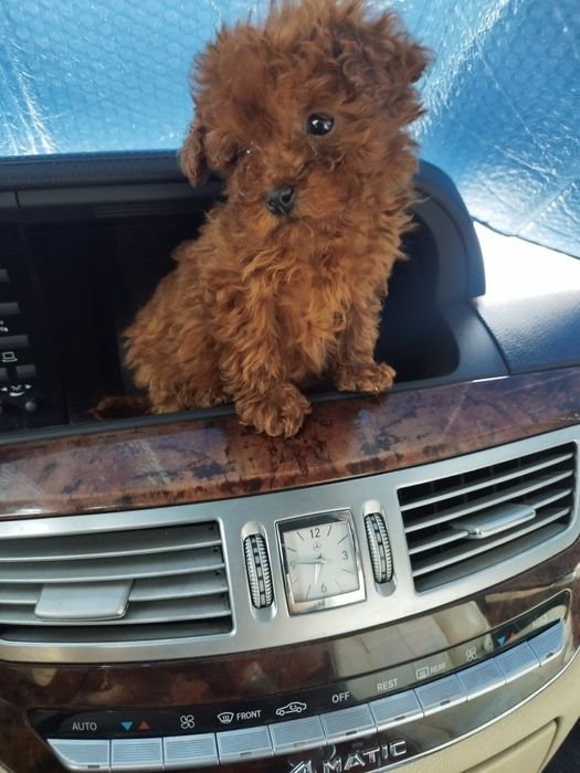 Tea Cup Пуделче лицензиран развъдник  Ред Дог