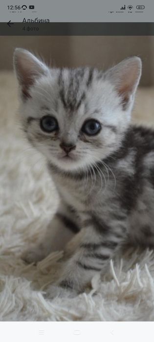 Скотиш страйт 1,5 месяца.