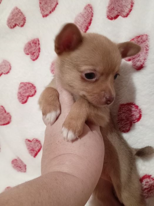 Продам щенков шпице тоя