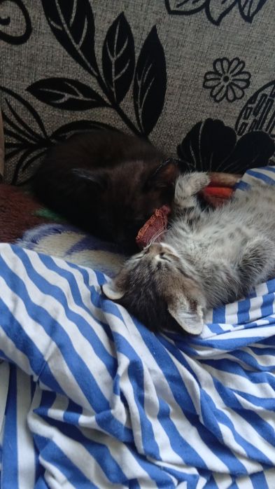 Дарю котят красивых