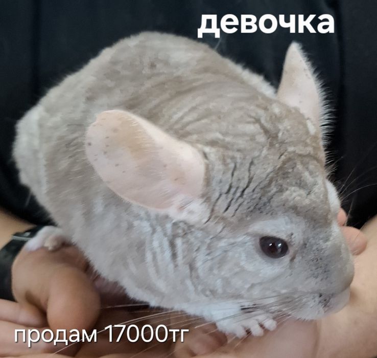 Продам шиншилл,милые