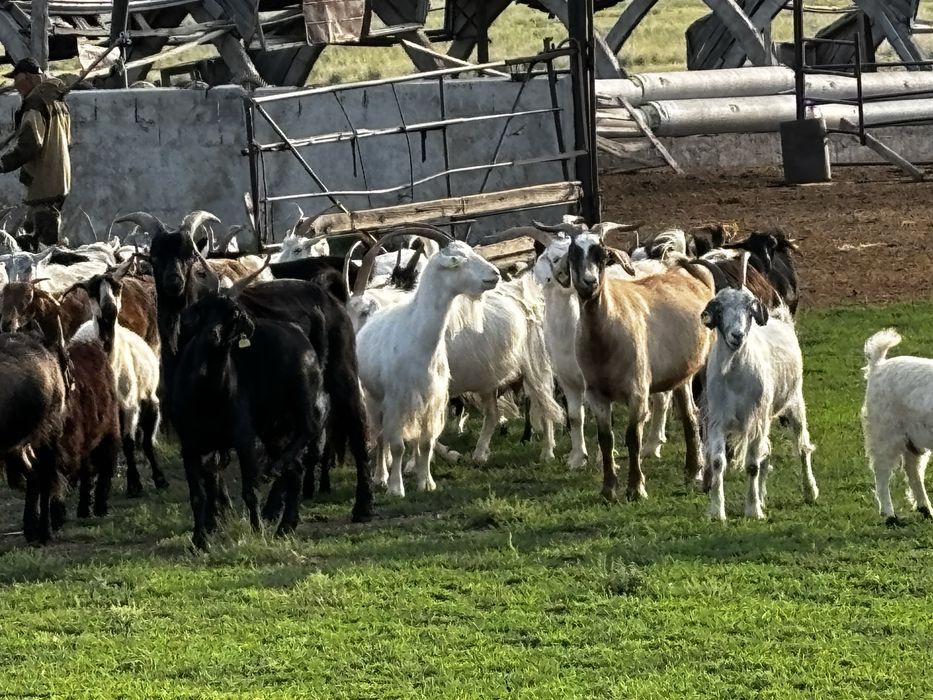 Продаю коз , Ешки сатам