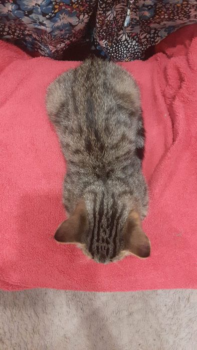 Отдам котёнка в хорошие руки