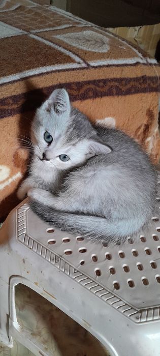 Британские котята