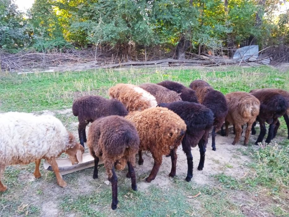 Токты Кой Сёк Кошкар