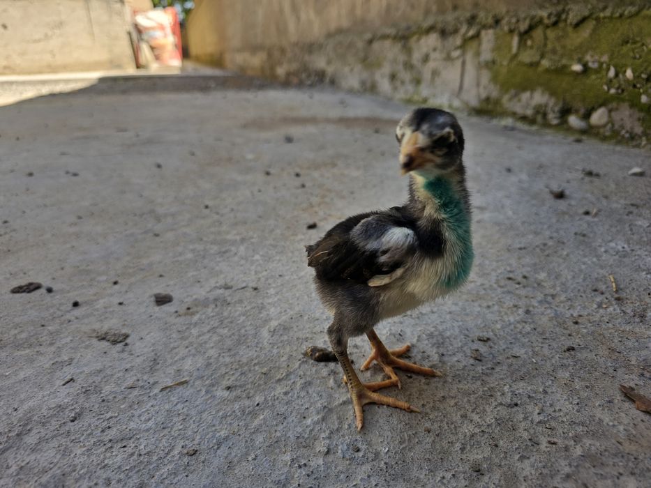 О шамо империя балапандары сатылады