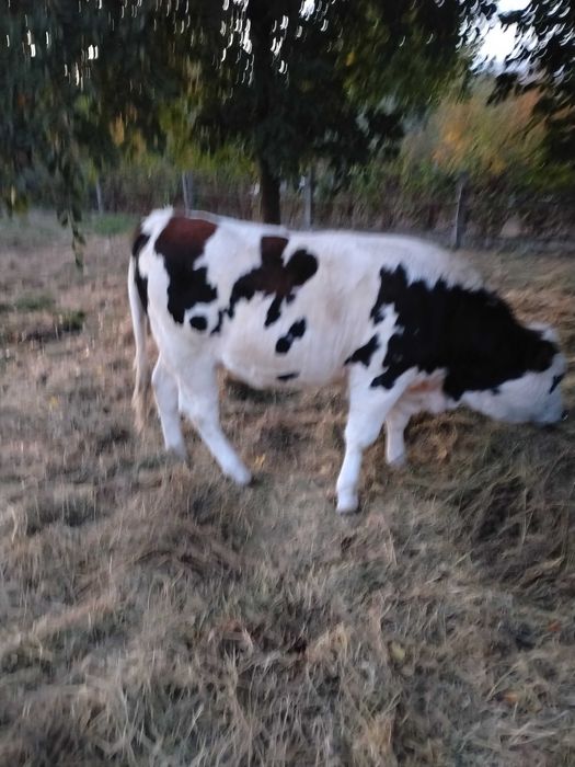 Două juninci de vânzare