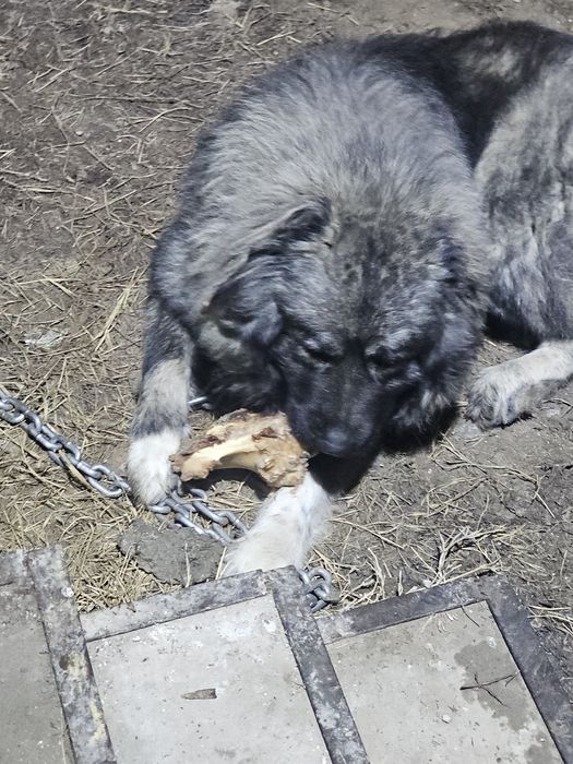 Продам  кавказкая  авчарка