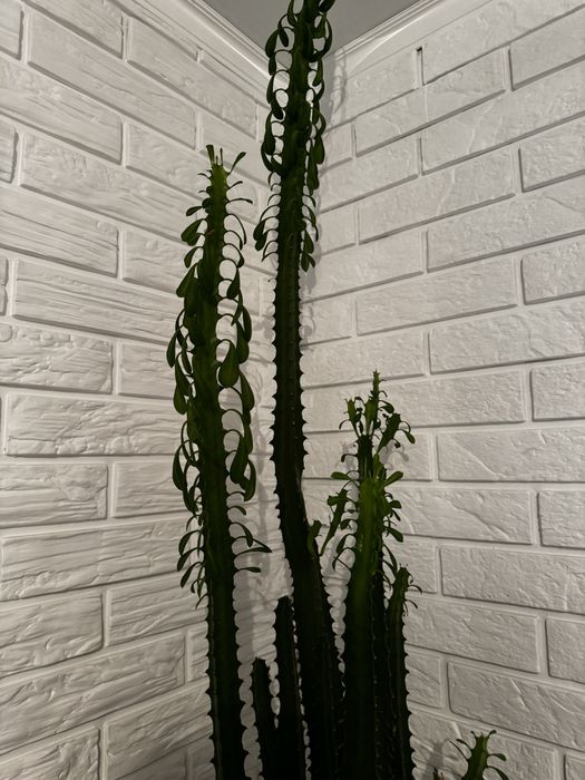 Продам  цветок “КАКТУС”