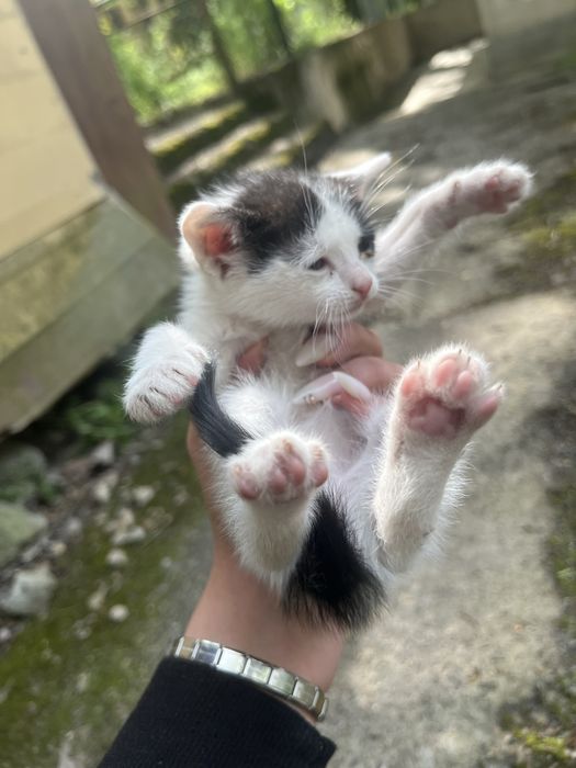 3 Котенца от град Плевен