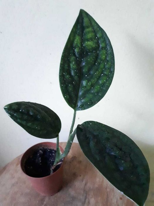 Монстера, Monstera