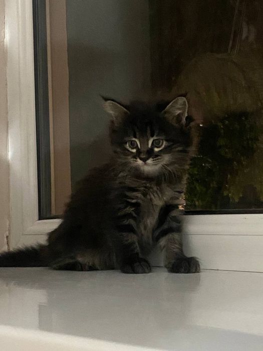 Котят отдадим в добрые руки