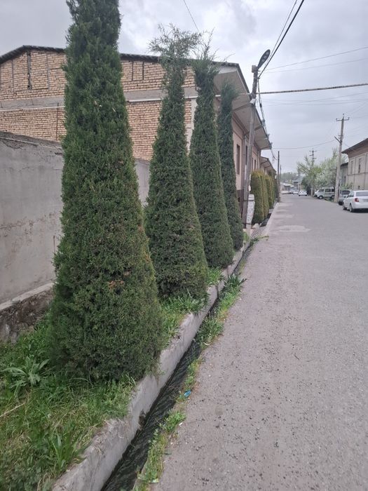 Арча бор сотиладиган