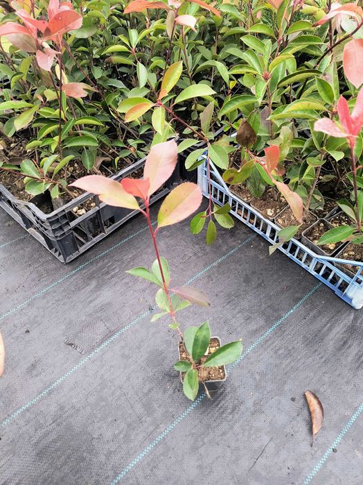 Photinia red robin 40cm/70cm