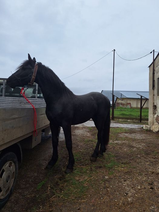 Armăsar frizian de 1 an și 10 luni