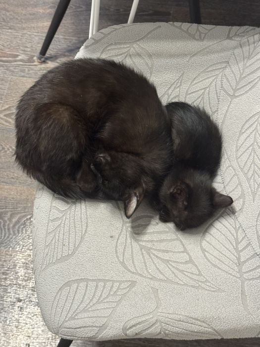 Отдаю котят в хорошие руки