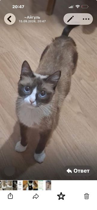 Отдам в добрые руки кошку полугодовая