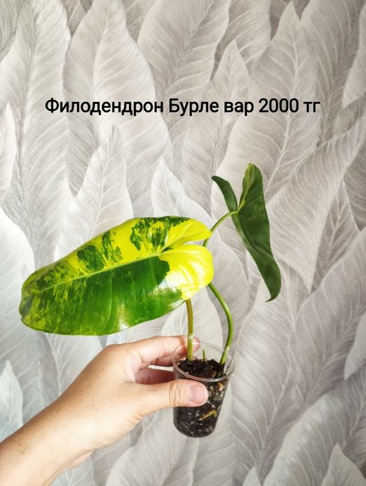 Цветы  Филодендрон, сциндапсус монстера