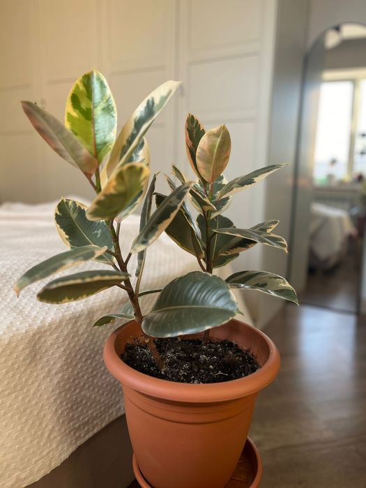 Цветы комнатные в горшках