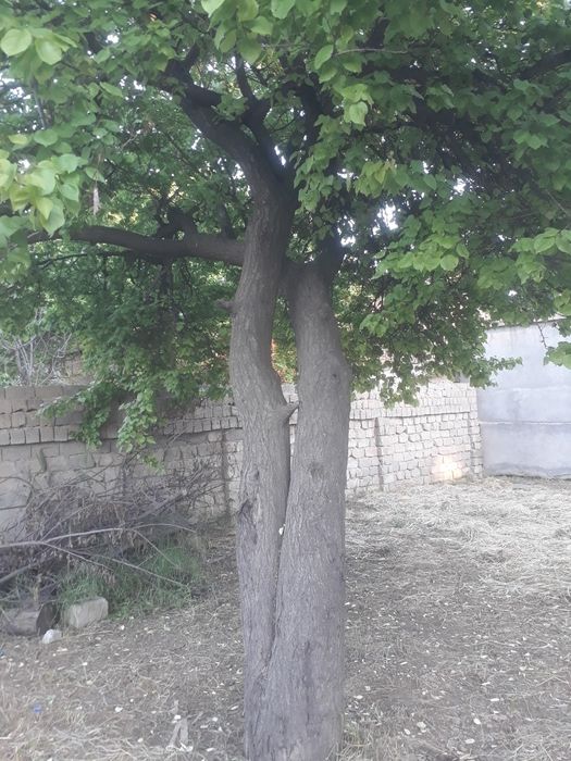 Daraxt va xashak melgar 1
