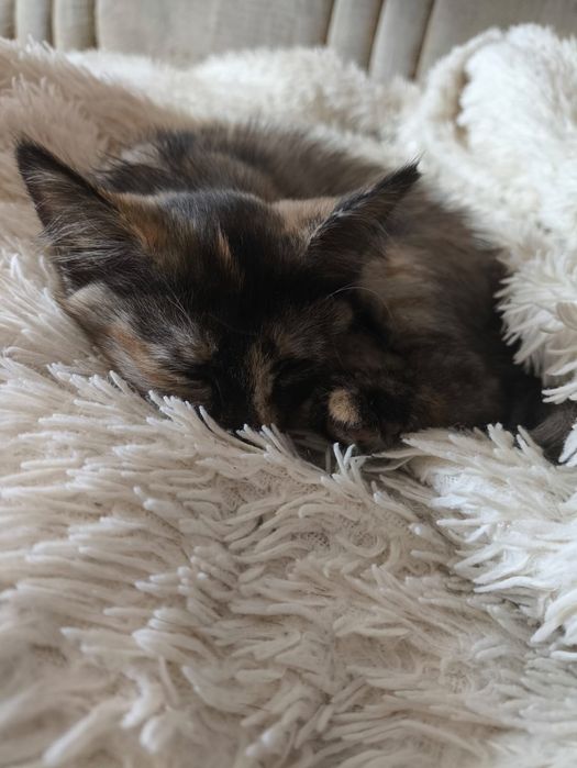 Отдам котенка ( кошечка)