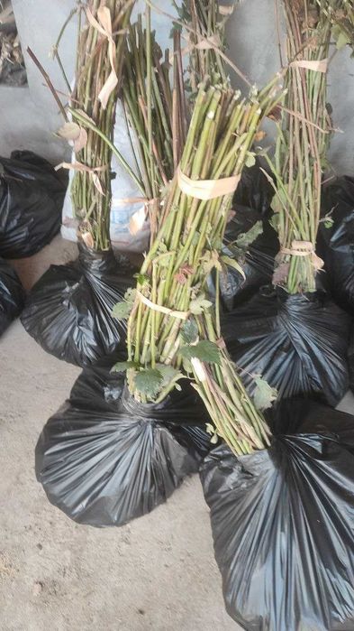 Ежавика кучатлари сотилади