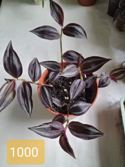 Продам комнатные растения