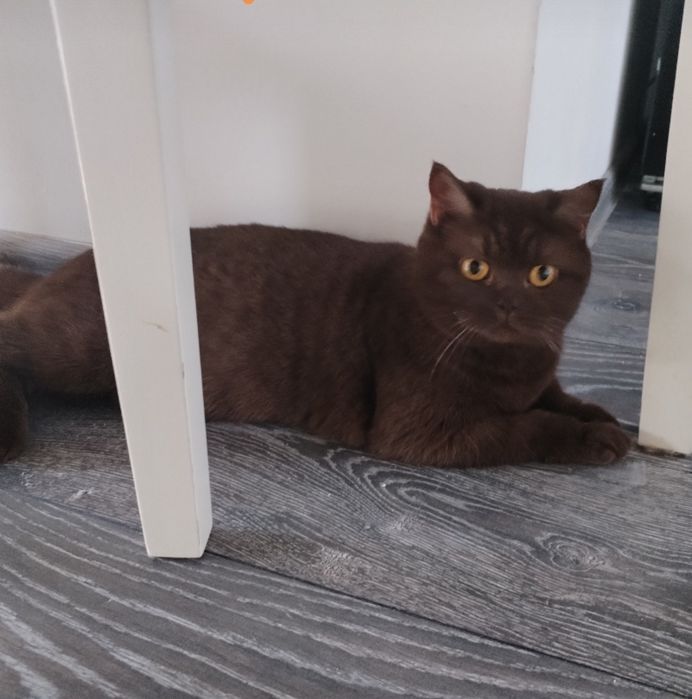 British shorthair ciocolata