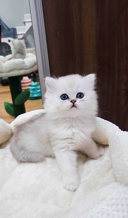 British Longhair – fetiță, pedigree WCF