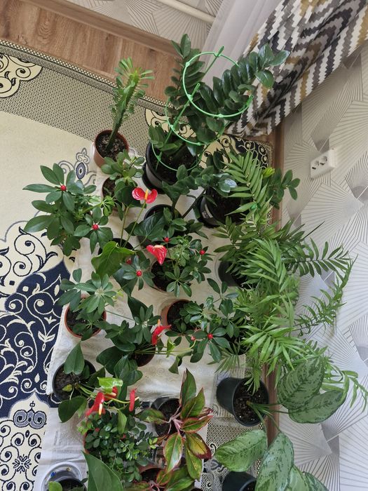 Комнатные цветы разные