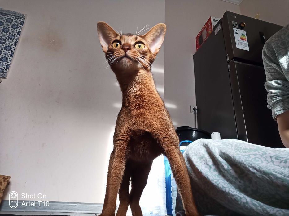 Абиссинская кошка