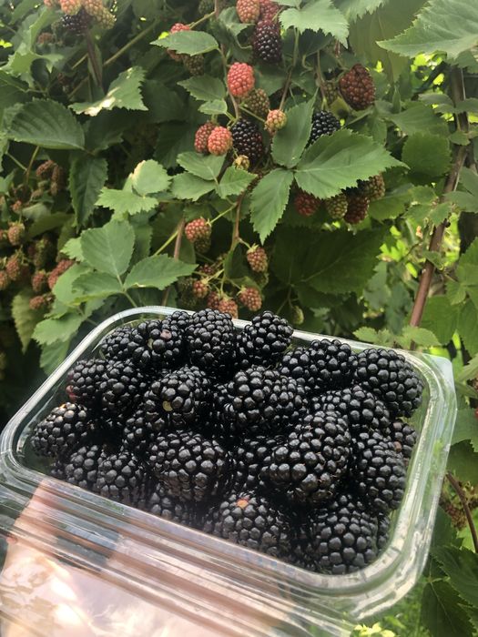 MURE 15lei/kg cu livrare la domiciliu