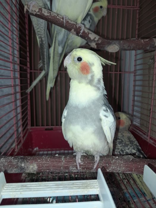 Птенцов попугаев Кореллы