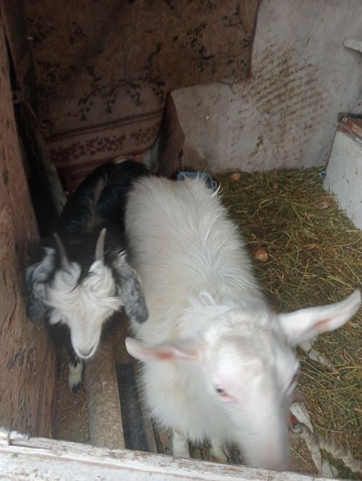 Продам козу и козла