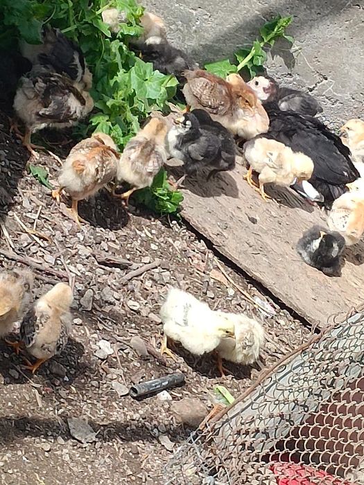 Продам циплят домашние