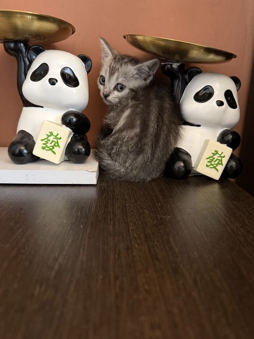 Прямоухий британский котенок девочка