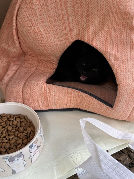 Срочно! отдам котика в добрые руки !