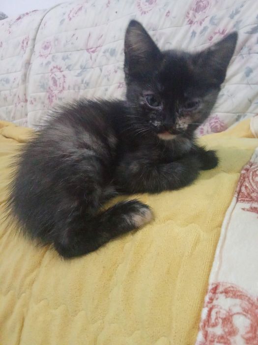 Отдам котят   в хорошие руки