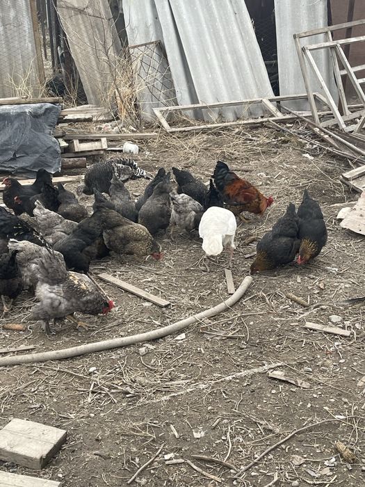 Яйцо куриное для инкубации