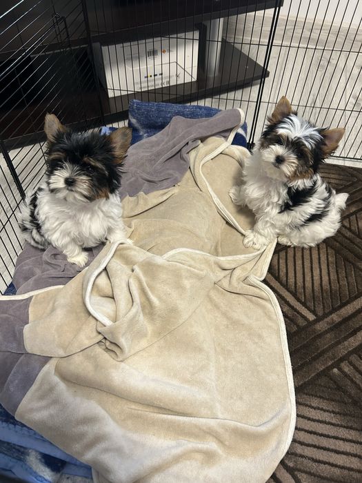 йоркширски териер мини