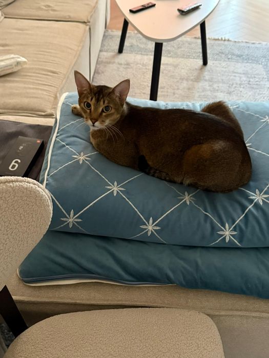 Отдам в хорошие руки