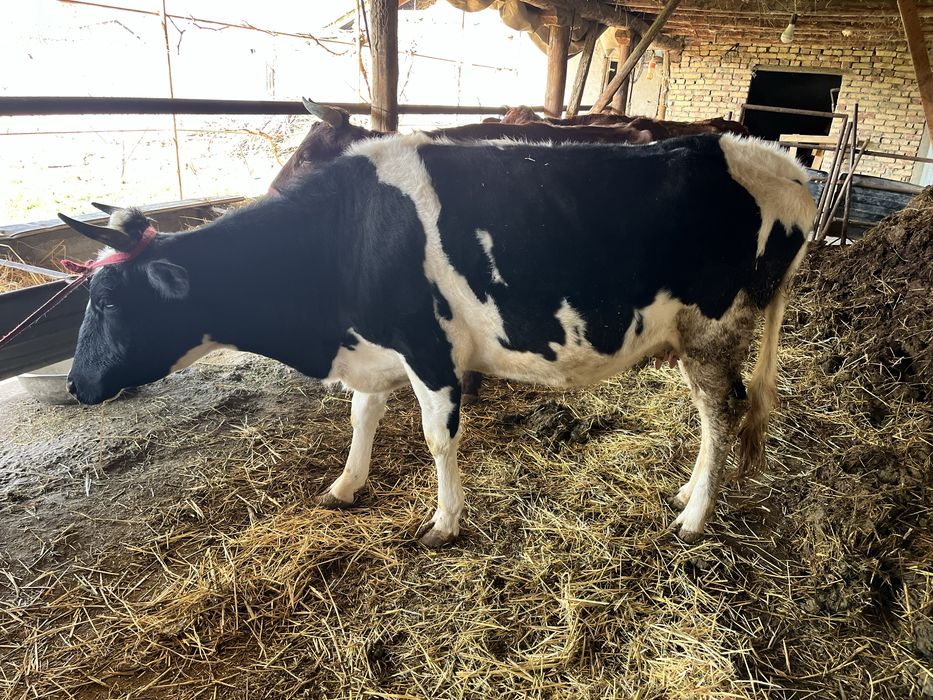 ona bola sigir sotiladi